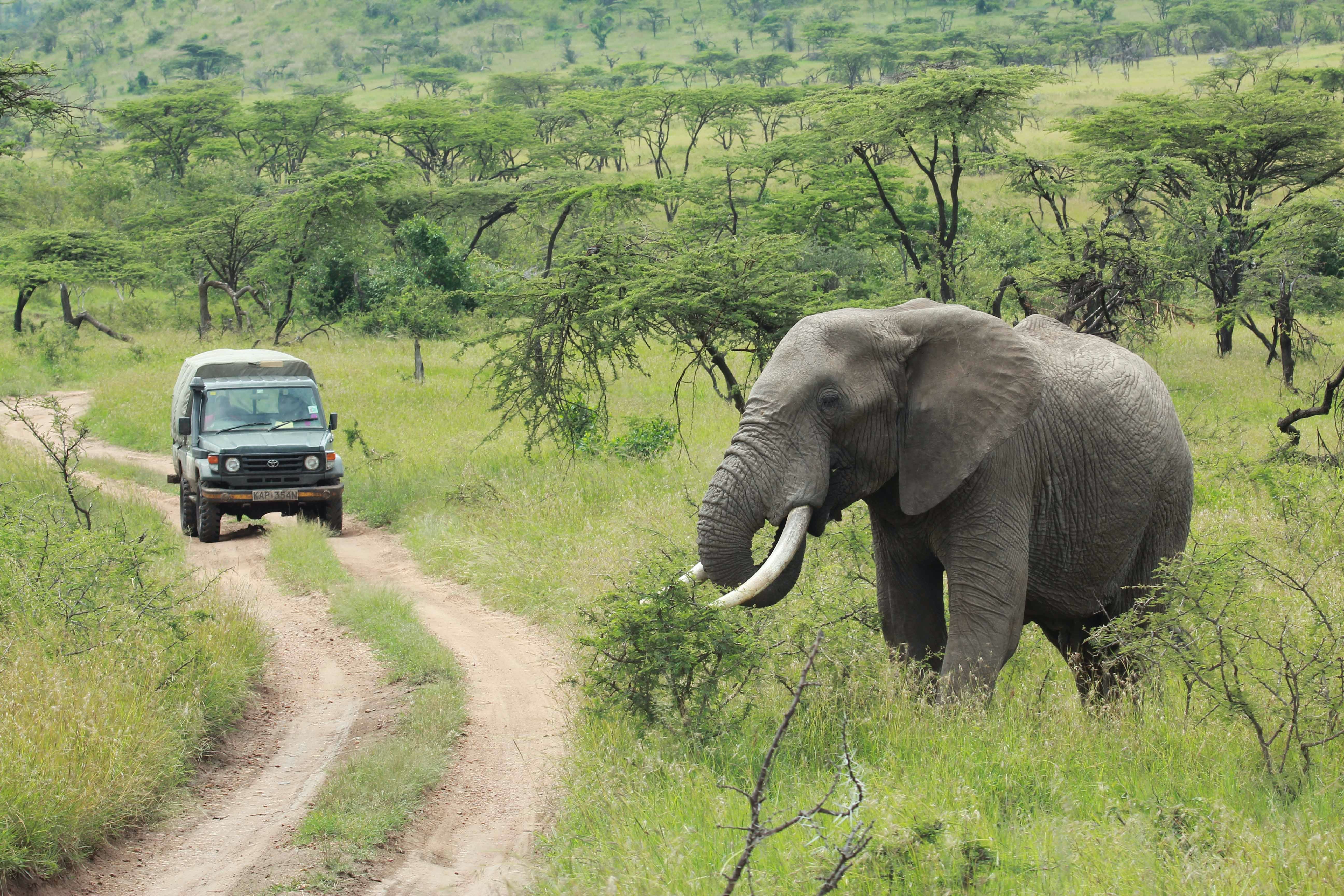 1 day Tanzania safari Tours