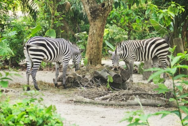 3 days Tanzania safari Tours