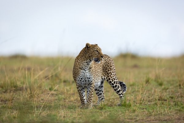 2 days Tanzania safari Tours